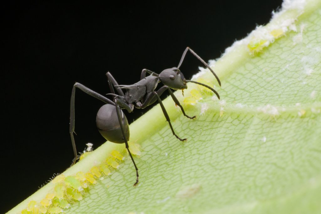 black ant leaf