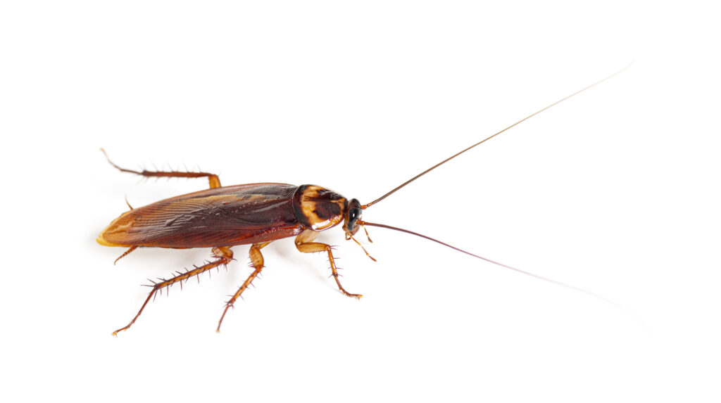 cockroach side view