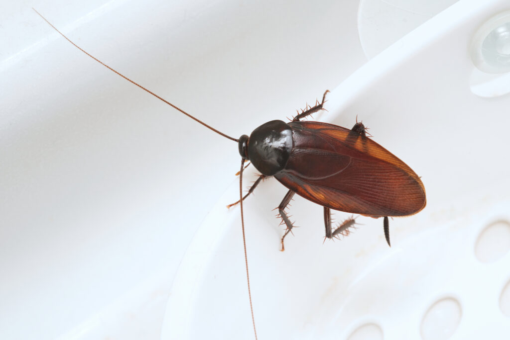 cockroach top view