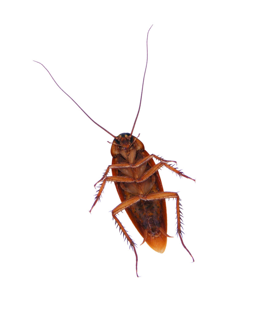 cockroach underneath