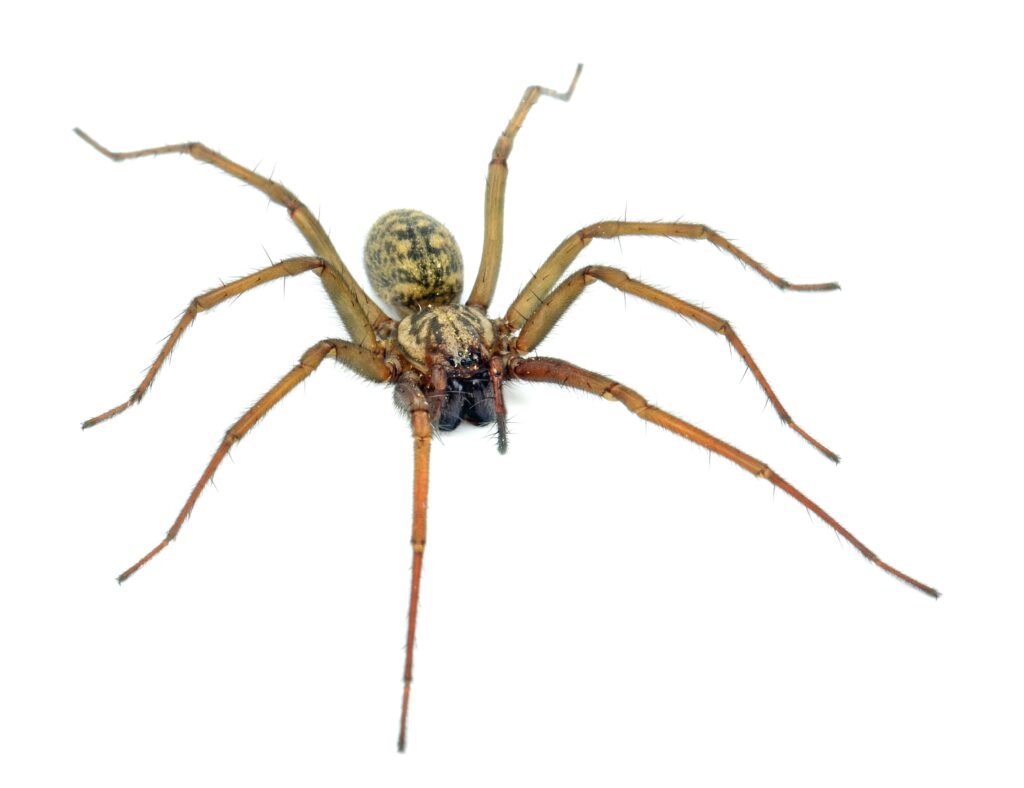 large spider