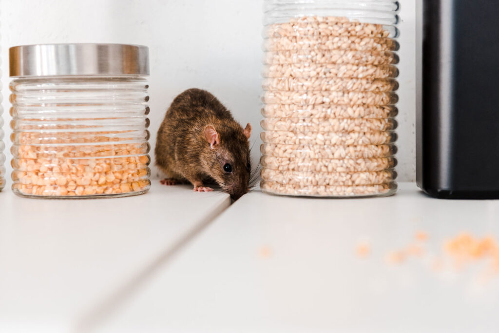 rat in a kitchen