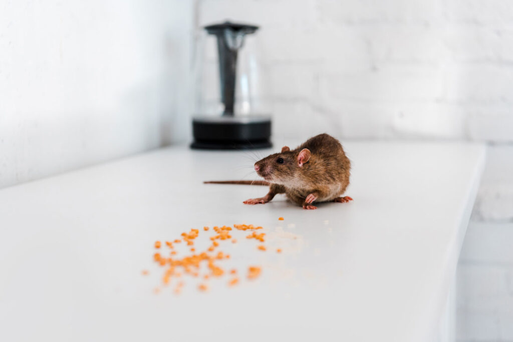 rats food container counter