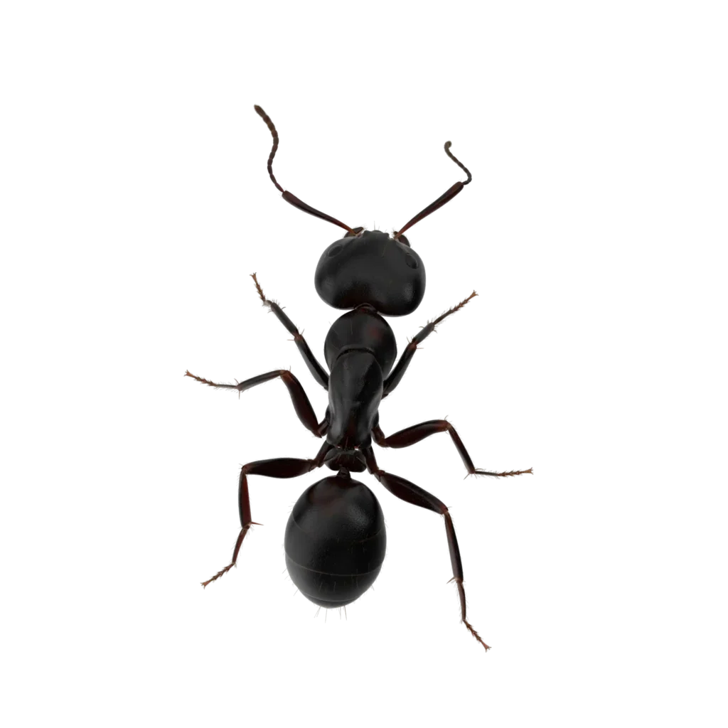 black ant