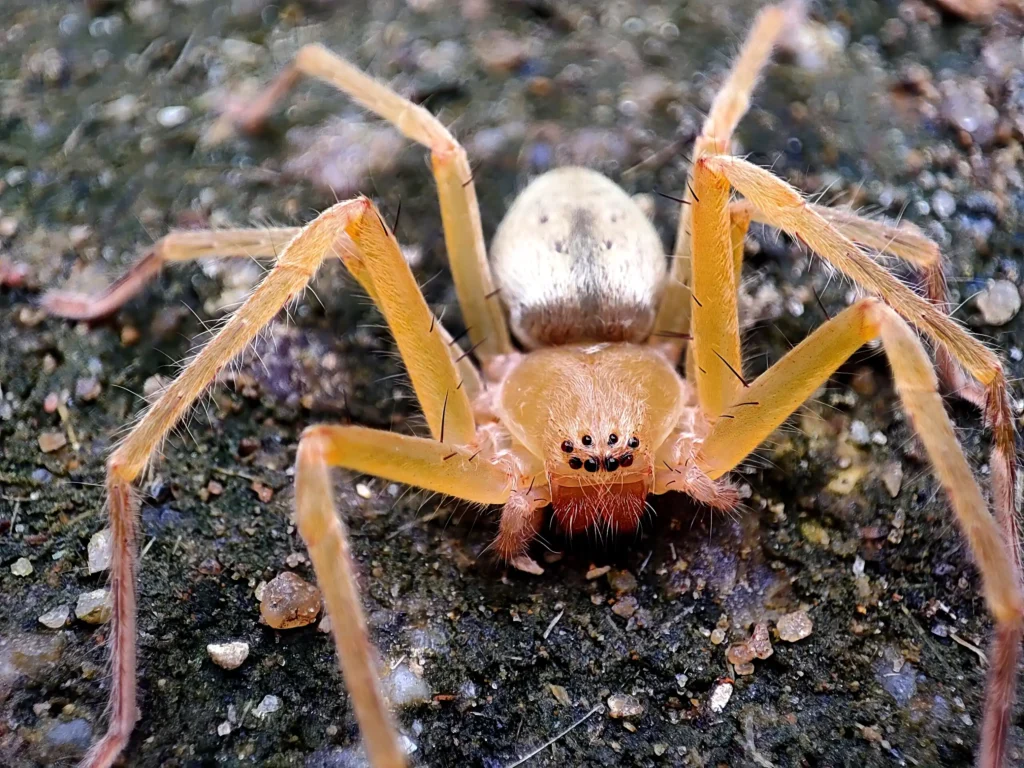 A closeup shot of a brown recluse spider on the soil