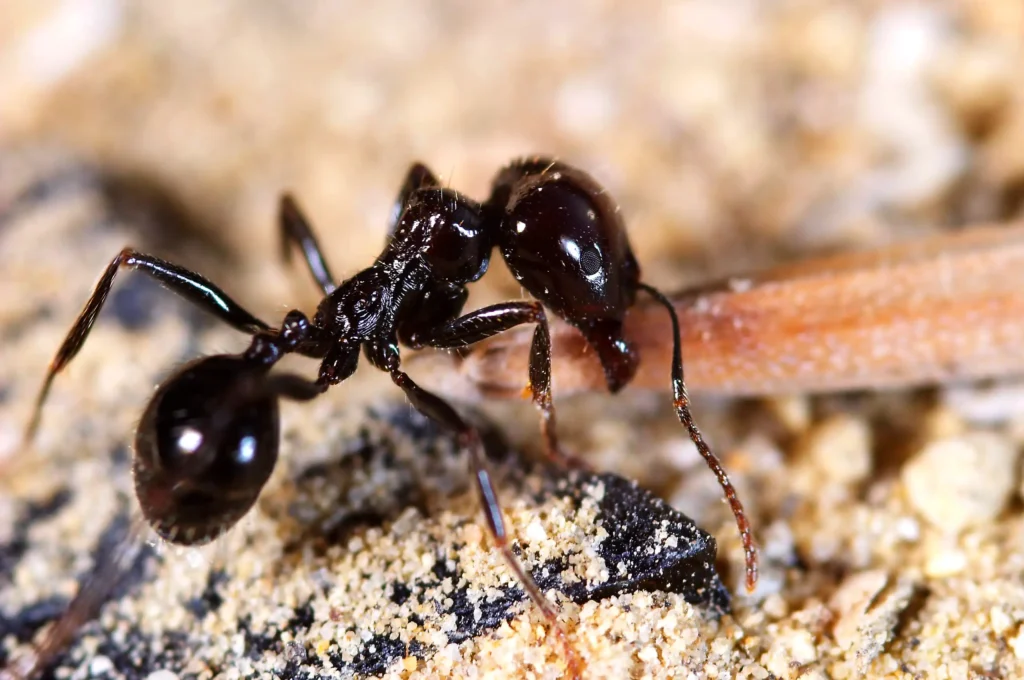 Little ant charging with food in its mouth