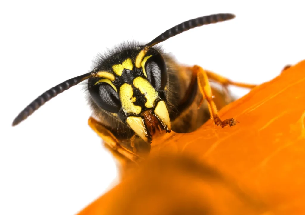 wasp face