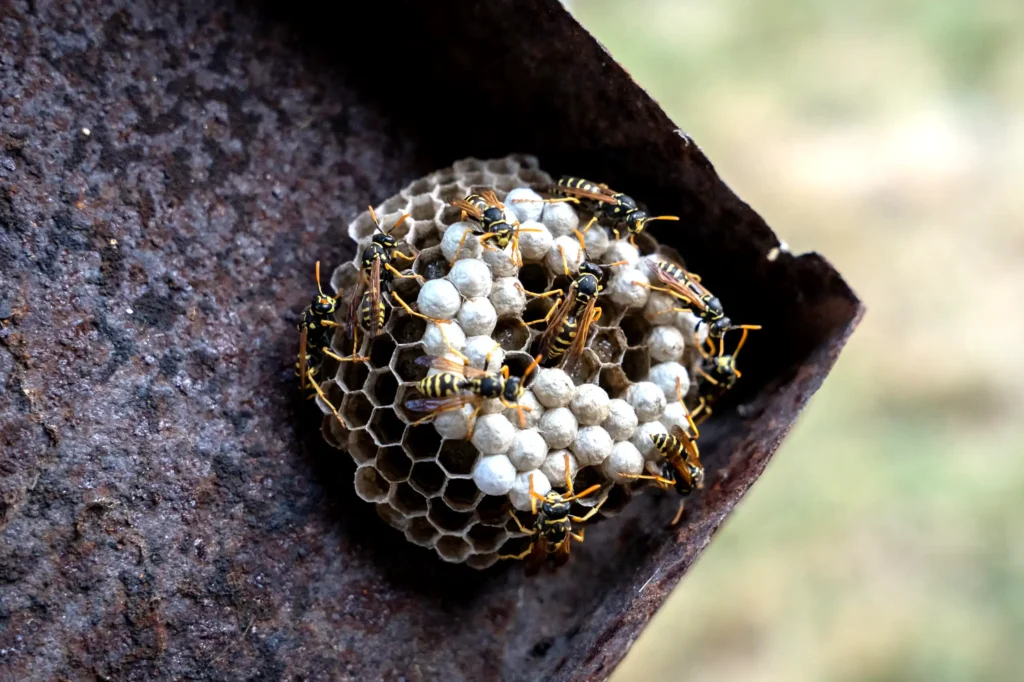 Wasp nest